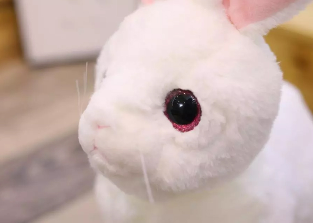 Rabbit1
